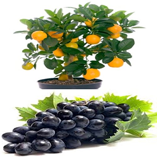 Bonsai Orange Tree Fruit Seeds Grapes Fruit Plant Seeds Sold By Vasuworld Price In India Buy Bonsai Orange Tree Fruit Seeds Grapes Fruit Plant Seeds Sold By Vasuworld Online Gludo Com