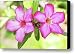 Floral background. Desert rose. Canvas Print / Canvas Art - Artist MotHaiBaPhoto Prints