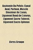 Anatomie Du Pelvis: Canal Anal, Perinee, Muscle Elevateur de L'Anus, Ligament Rond de L'Uterus, Ligament Sacro-Tuberal, Ligament Sacro-Epi-