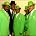 The Chi-Lites