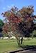 Weeping Bottlebrush Tree 50+ seeds