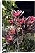 Canvas Prints of WAT-14463 Bromeliad - in park from Ardea Wildlife Pets