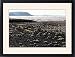 Framed Prints of Polar Poppies flowers follow the sun to maximise the from ArcticPhoto