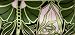 Organic Lavender Silk Eye Pillow in Pink and Green Art Nouveau Design