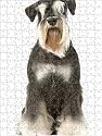 Prints of Dog - Schnauzer from Ardea