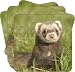 CUTE POLECAT FERRET GIFTS Set of 4 Leather Coasters