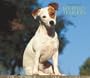 Jack Russell Terriers, For the Love of 2008 Deluxe Wall Calendar (Multilingual Edition)