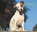 Jack Russell Terriers, For the Love of 2008 Deluxe Wall Calendar by BrownTrout Publishers