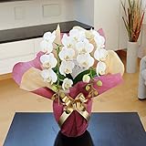 ＜ お誕生日 記念日 各種お祝い花におすすめ＞ 胡蝶蘭ミディ 2本立（2０輪以上）