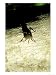 Giant Tenebrionid Beetle, Seychelles Art Photographic Poster Print by Rick Price, 18x...