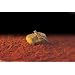 Exo Terra Heatwave Rock, Ul Listed, Medium 51grSGp %2B6L. AA75 Exo Terra Heatwave Rock, Ul Listed, Medium