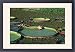 Framed Prints of FG-5791 Victoria / Giant / Amazon Waterlily - flowers are white first night from Ardea Wildlife Pets