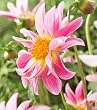 Mystic Beauty Specialty Dahlia - 2 Tubers