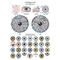 AL526 Erler-Zimmer Lehrtafel Irisdiagnose, 50x70cm