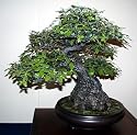 Evergreen Holly Oak 5 Seeds - Quercus ilex-Great Bonsai