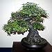 Evergreen Holly Oak 5 Seeds - Quercus ilex-Great Bonsai