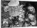 Canvas Prints of Primula Auricula (Bears Ear Primrose) with bee guard from Mary Evans