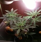 Finally!Seeing the Light --When growing Fast Plants, the more light the better--the one you've been waiting for!AAA+++