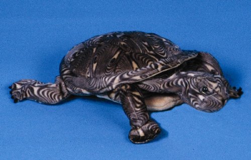 Childrens Toyshop  Toys : Wood Turtle Animal Puppet (P8221)