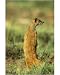 Photographic Print of Yellow MONGOOSE from Ardea
