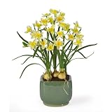Paper White Silk Arrangement w/Glazed Pot