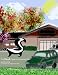 The Skunk Caper at Lawrence Park