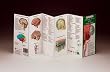 Illustrated Pocket Anatomy - Anatomy of the Brain Study Guide 2nd Edition