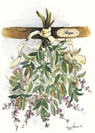 Drying Herbs, Sage By: Peggy Abrams 18 x 15.76 Art Print
