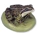 3B Scientific VN702/1 Male Common Frog (Rana Temporaria)