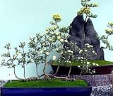 Kyoto Bonsai Moss Spores - 3 sq.ft. SALE*