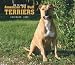 American Pit Bull Terriers, For the Love of 2009 Deluxe Wall Calendar