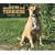 American Pit Bull Terriers, For the Love of 2009 Deluxe Wall Calendar (Multilingual Edition)