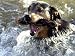 Summer a Labrador Retriever-Rottweiler Crossbreed Swims Photographic Poster Print, 32x24