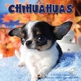 Chihuahuas 2009 Wall Calendar