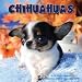 Chihuahuas 2009 Wall Calendar