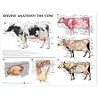 Bovine Anatomy: The Cow Anatomical Chart Paper Dog Breeds An Illustrated Guide Softbound