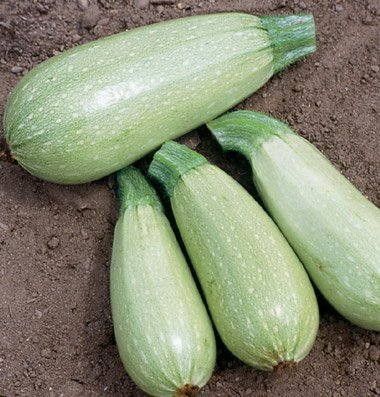 David's Zucchini Magda 30 Seeds per Packet