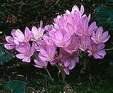 Autumn Major Colchicum Fall Crocus 20 Seeds