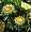 Incredible Hulk Aster 40 Seeds