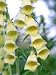 Yellow Foxglove (Special) - 50 Seeds