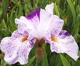 1 'Gnu Bearded Iris Rhizome, potted and sprouting