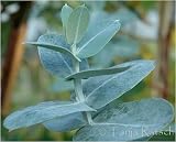 Eigenschaften fesaja-versand  / Blauer Eukalyptus / Eucalyptus globulus (Saatgut, Samen)