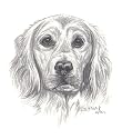 Original Golden Retriever hand drawing