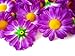 (24) Silk Violet Gerbera Daisy Flower Heads , Gerber Daisies - 1.75