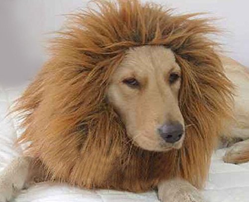 【Honesty Mouth】 大変身!! 犬 用 ライオン コスプレ グッズ かわいい おしゃれ ペット 着ぐるみ コスチューム かつら ペット用タオル セット