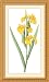 Yellow Flag Iris (bot. Iris pseudacorus) Framed Print by Pierre-Joseph Redoute Framed