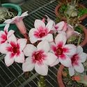 9GreenBox - Very Rare Grafted Adenium Desert Hope !! House Plant Bonsai