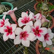 9GreenBox - Very Rare Grafted Adenium Desert Hope !! House Plant Bonsai