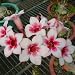 9GreenBox - Very Rare Grafted Adenium Desert Hope !! House Plant Bonsai
