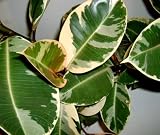 Live Plant Variegated Rubber Tree Ficus Elastica